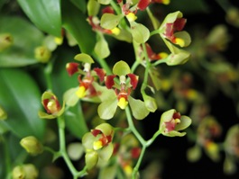 Gomesa colorata Diamond Orchids CCM/AOS 85 pts.